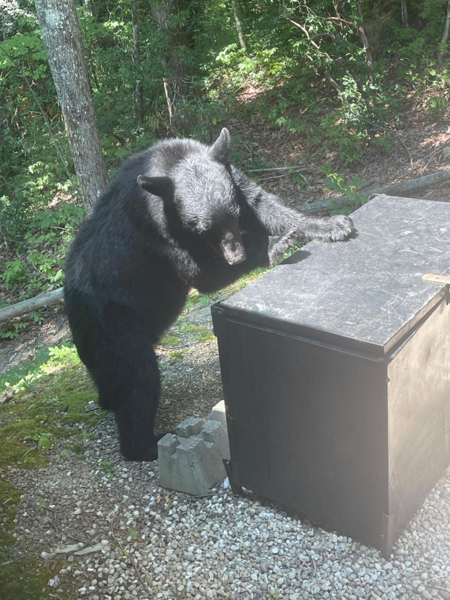Вілла Bears Among Us Гатлінбург Екстер'єр фото