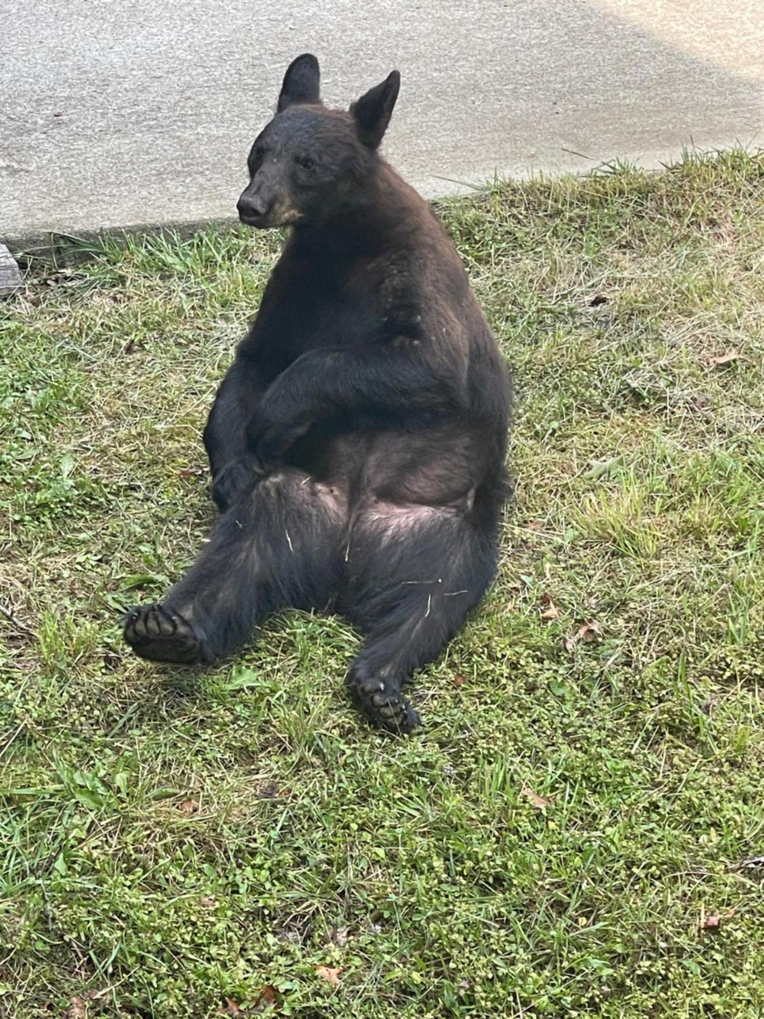 Вілла Bears Among Us Гатлінбург Екстер'єр фото
