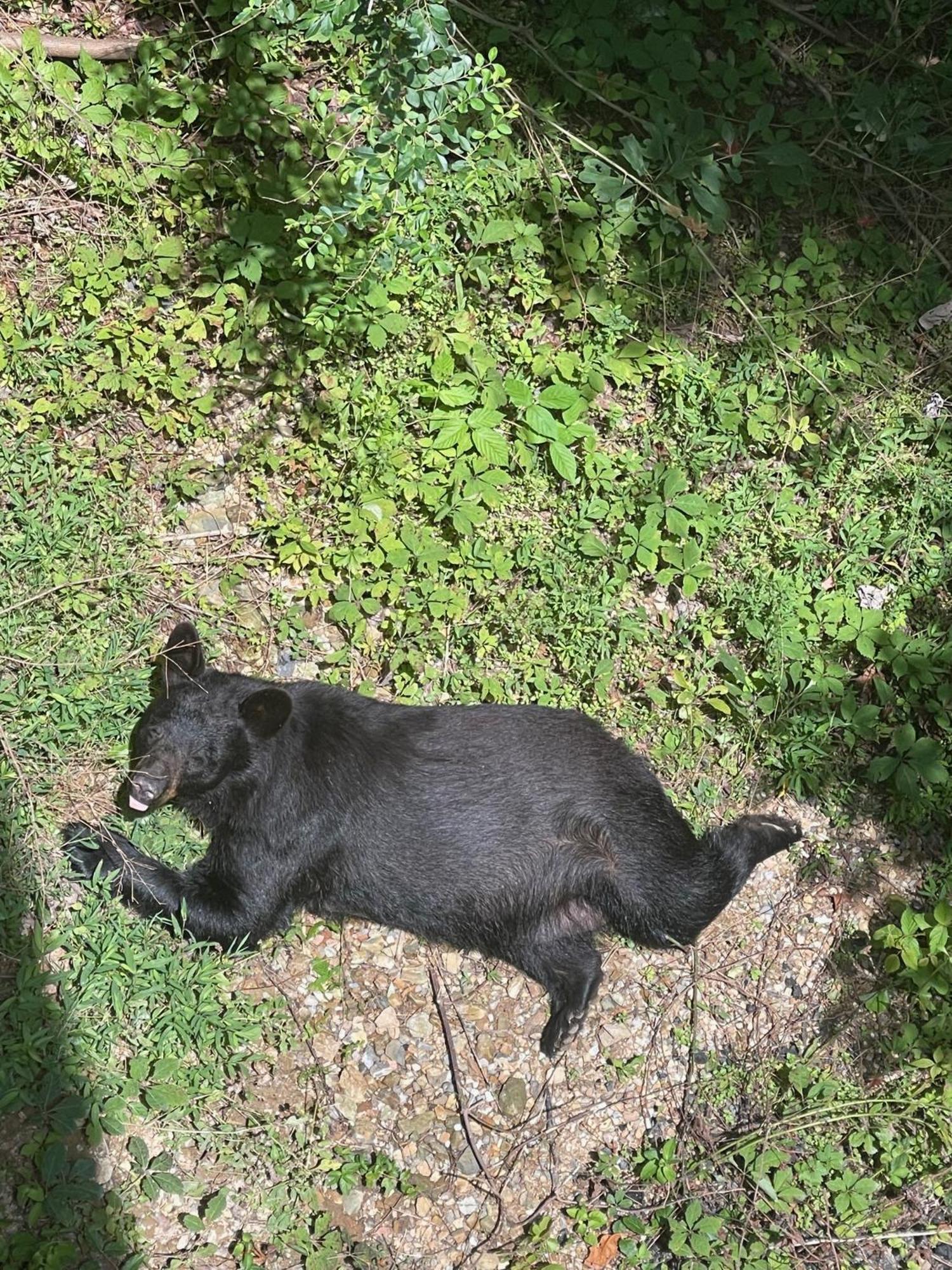 Вілла Bears Among Us Гатлінбург Екстер'єр фото