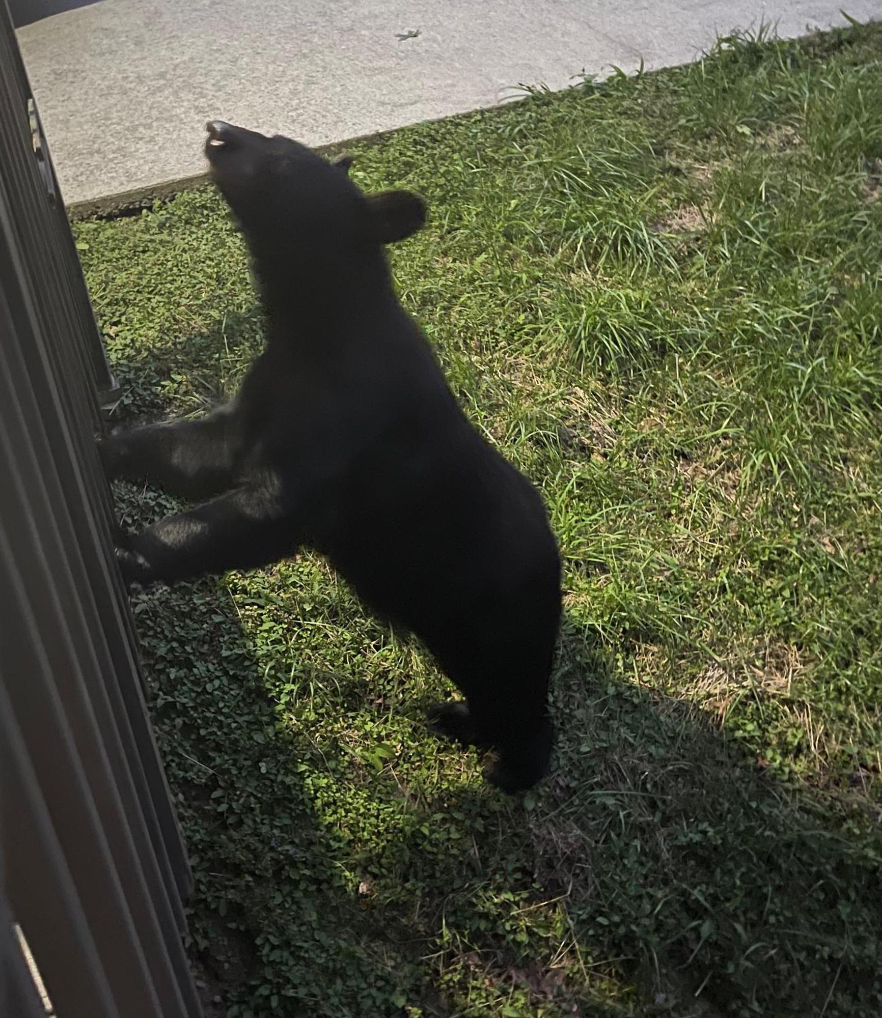 Вілла Bears Among Us Гатлінбург Екстер'єр фото